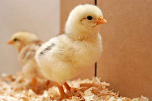 Agbro Broiler